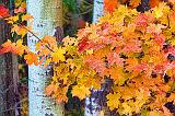 Autumn Leaves_29548-9